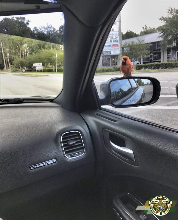 A little birdie reminds Clay County Sheriff’s Office of something important