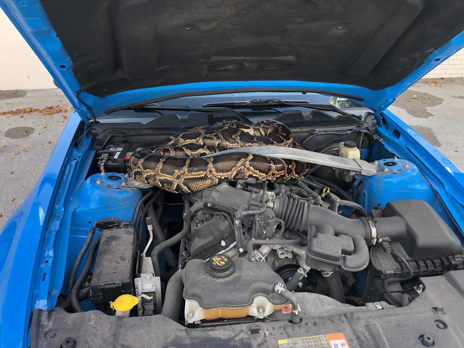 10-foot python removed from under car hood in Florida