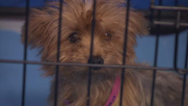 It’ll be at least a month before nearly 300 animals rescued from Clay County property can be adopted