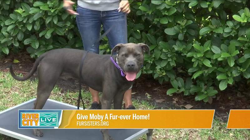 Give Moby A Fur-ever Home! Plus Training Your Dog with Jet Set Pets | River City Live