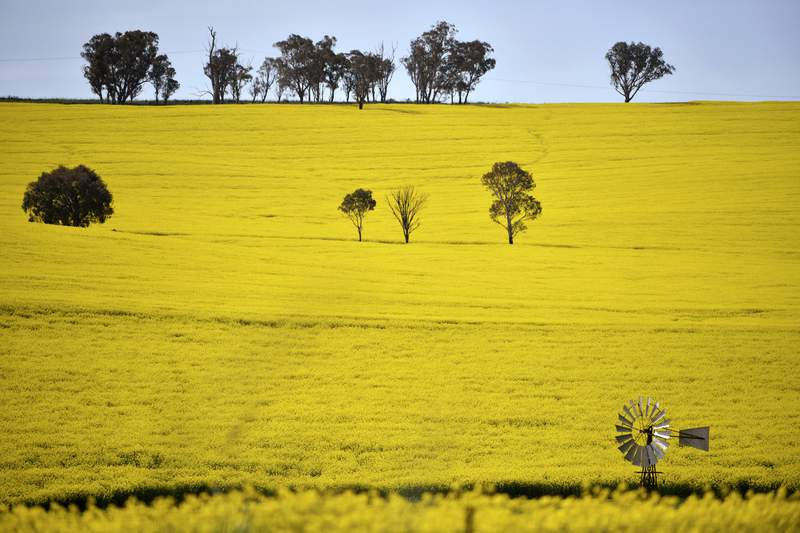 Australia predicts record farm production despite challenges