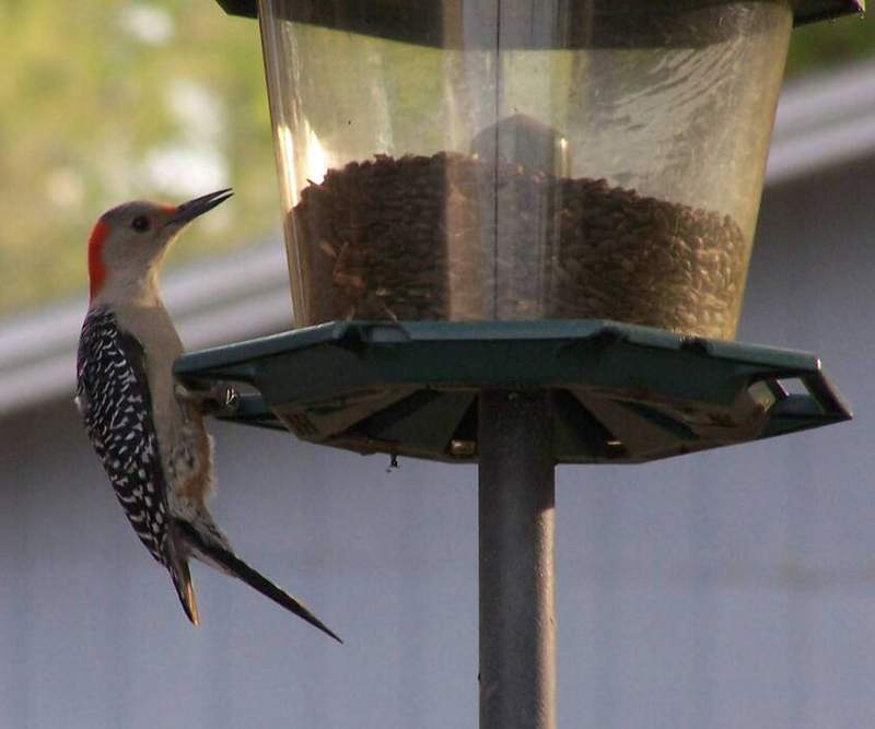 How to choose a birdfeeder for your back yard