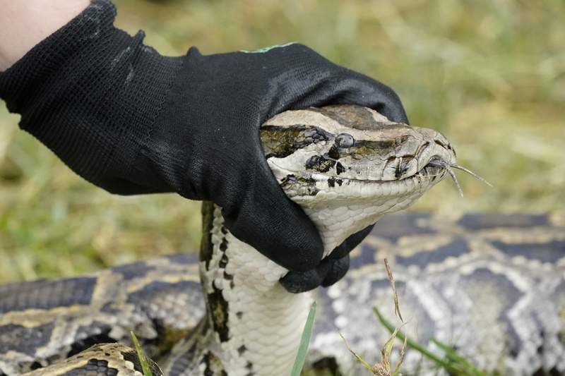 Python challenge slithers into Florida Everglades