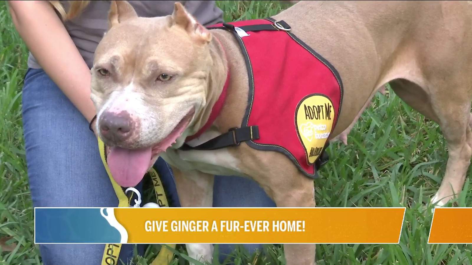 Give Ginger A Fur-Ever Home! | River City Live