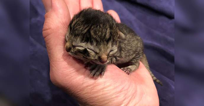 Two-faced kitten named Biscuits and Gravy passes away after almost 4 days of life