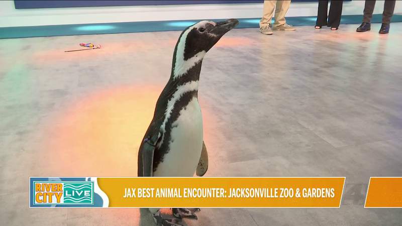 JaxBest animal encounter: The Jacksonville Zoo & Gardens | River City Live