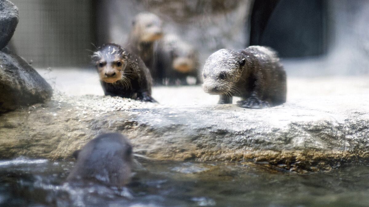 River Otter Pups To Make Debut At Jacksonville Zoo Saturday