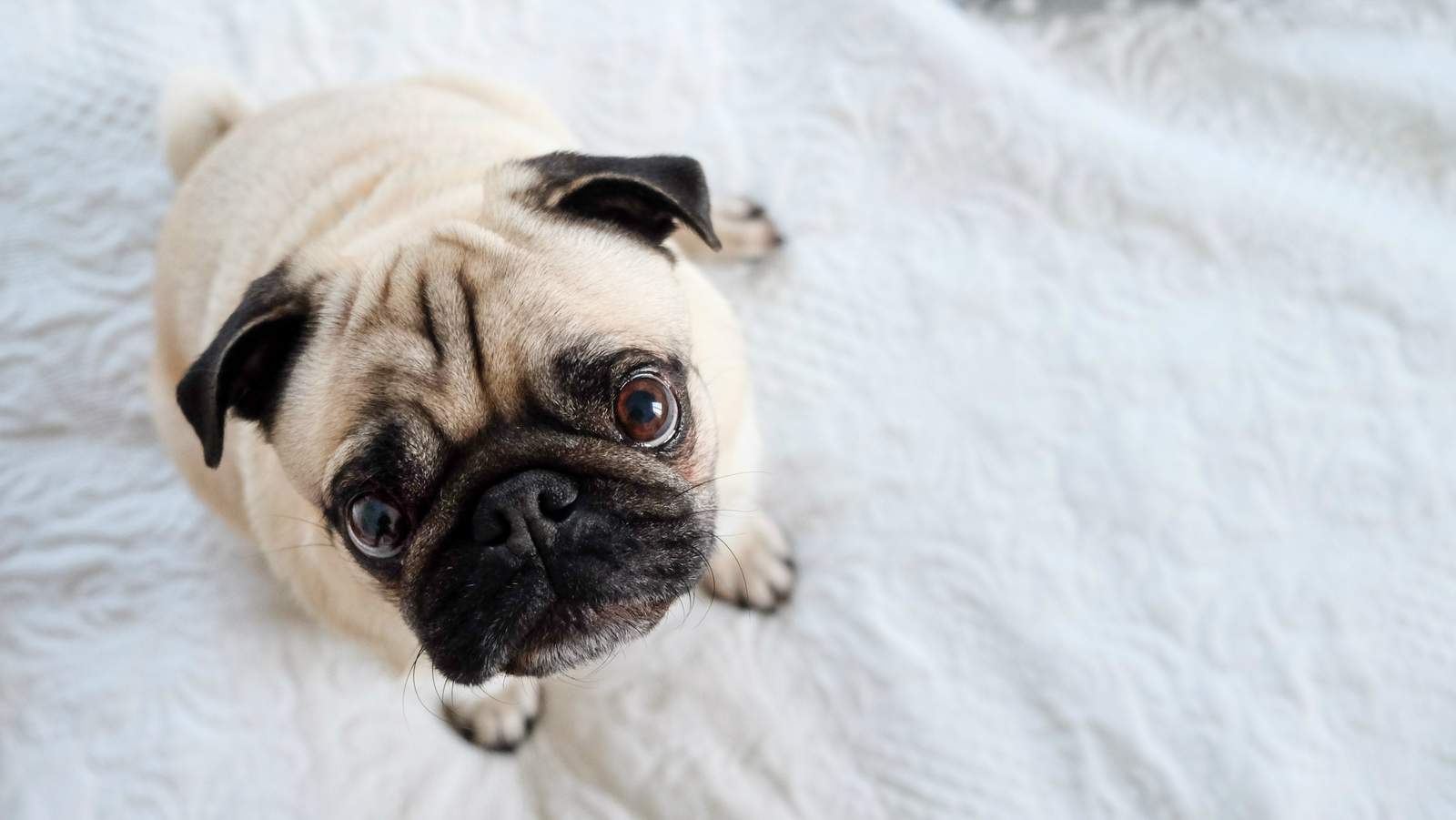 Pug in North Carolina may be 1st dog in US to test positive for coronavirus