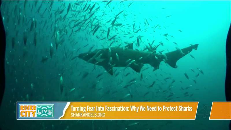Turning Fear Into Fascination: Why We Need to Protect Sharks | River City Live