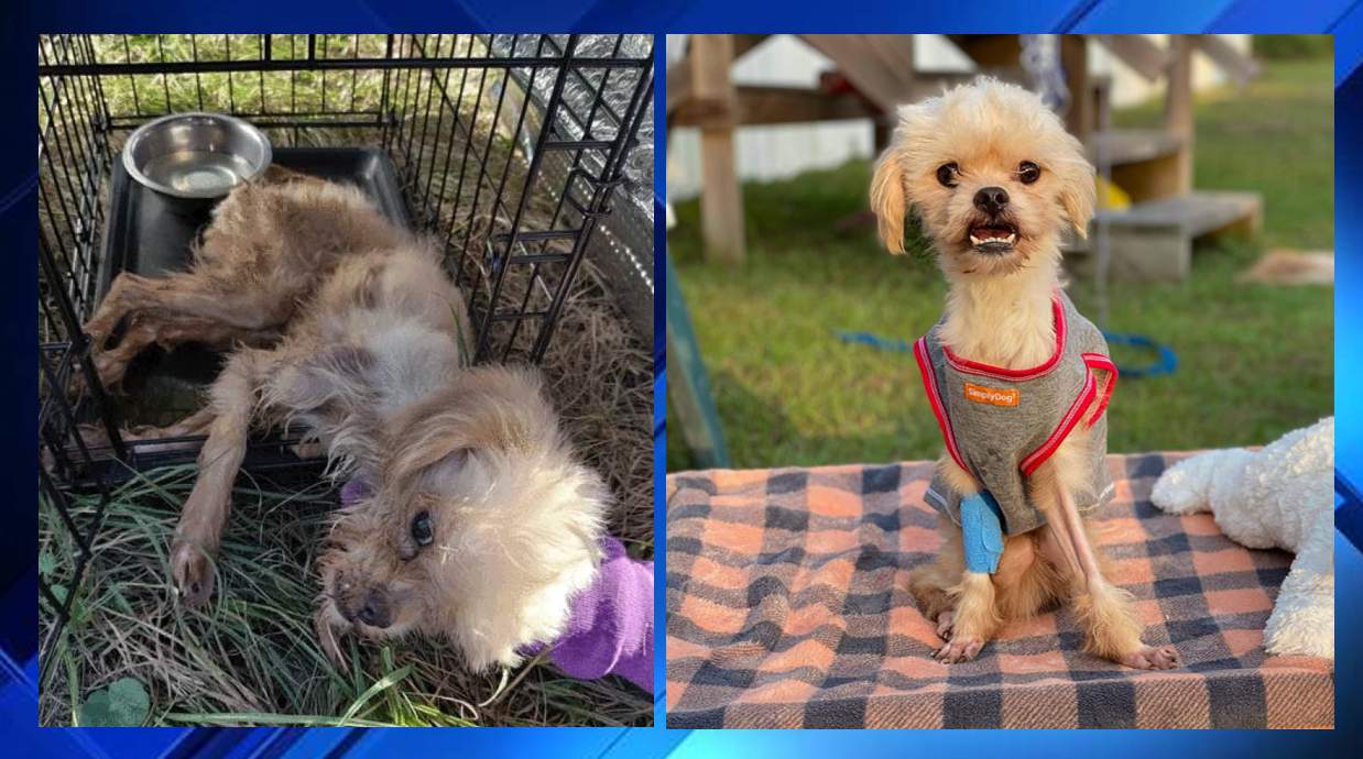 $5,000 reward for info on dog abandoned in a porta-potty