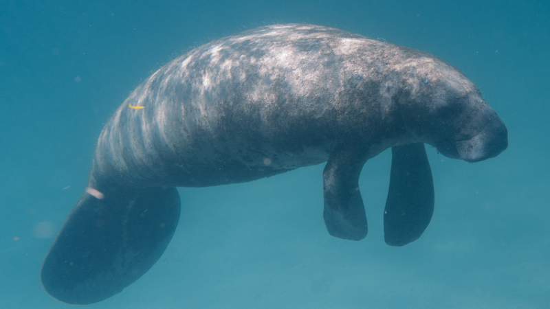 Startling statistics: Florida’s record-breaking manatee deaths ‘a very sad wake-up call’