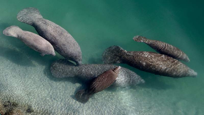 Florida grapples with record manatee deaths