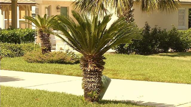 Pet owner is warning others about popular plant