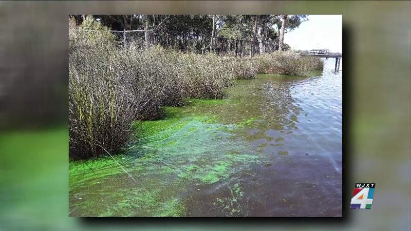 Algae blooms in St. Johns River triggers new alert from health department