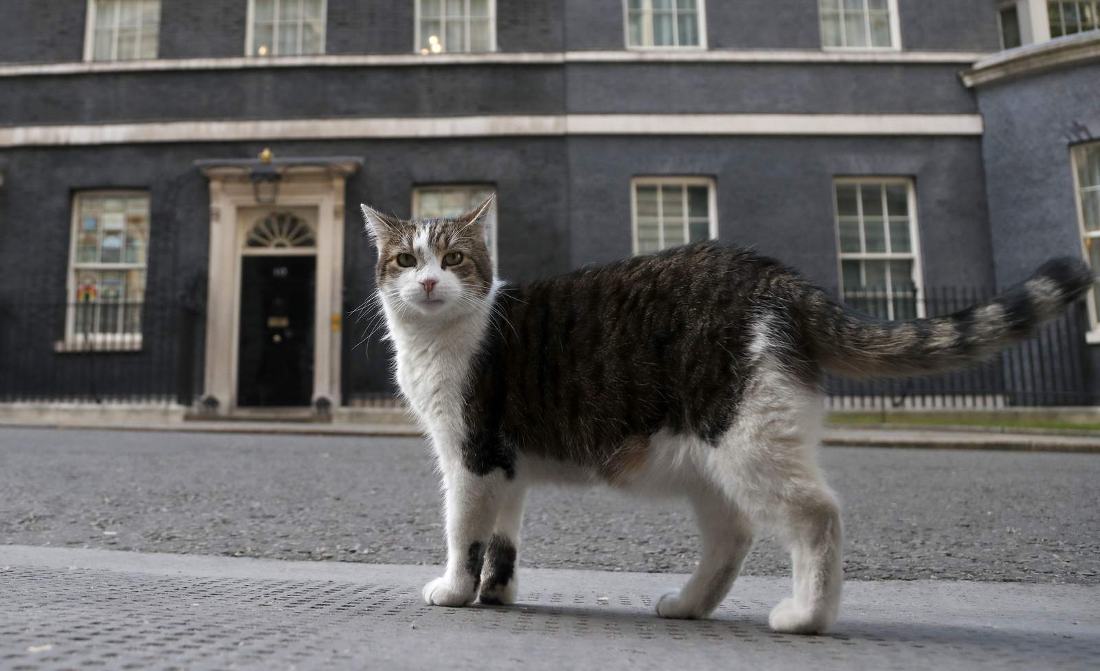 UK's chief mouser celebrates 10 years on the prowl