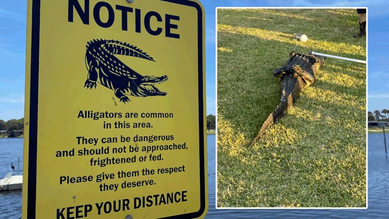 Alligator kills family dog at Naval Station Mayport