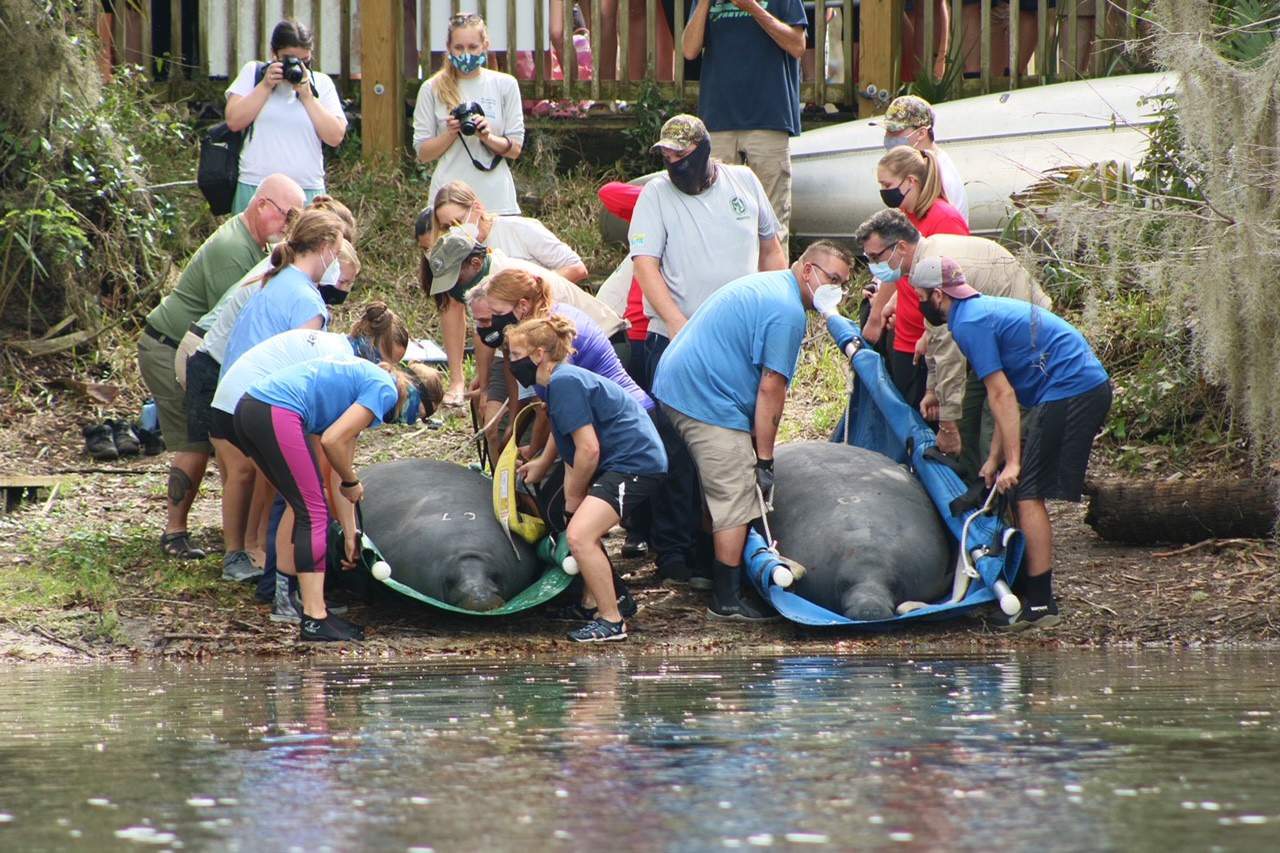 5 rehabilitated manatees released from Jacksonville Zoo