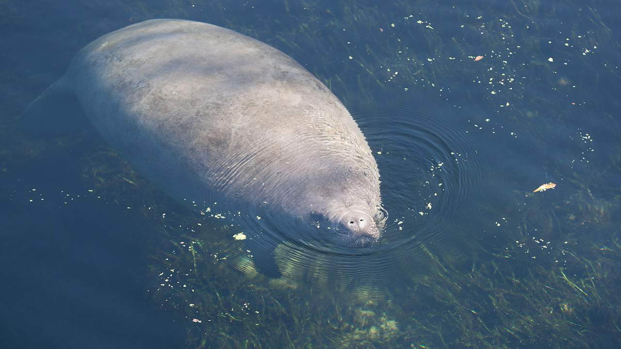Manatee Found In Florida River With Trump Scratched Into Its Skin