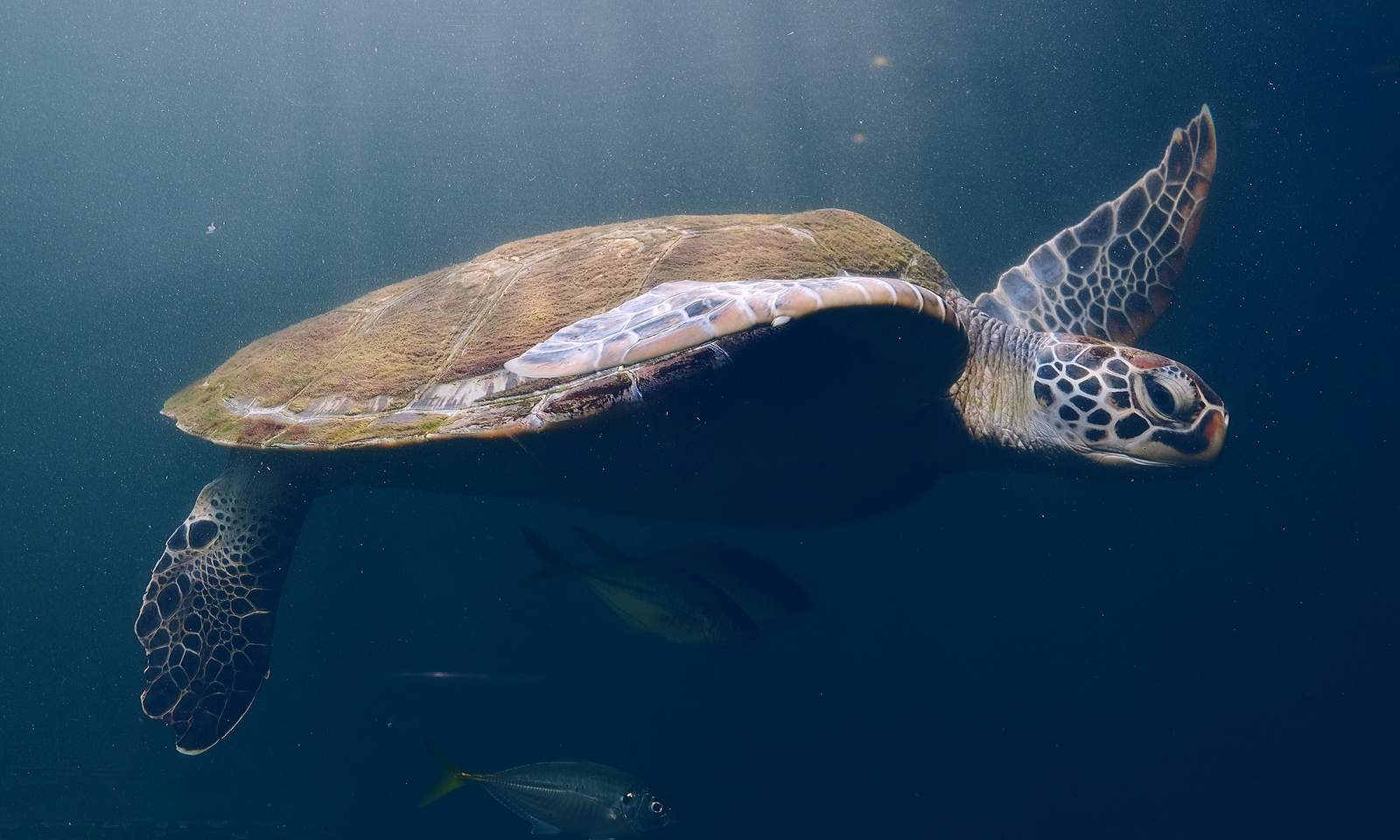 Feds seek end to dredging limits that protect sea turtles