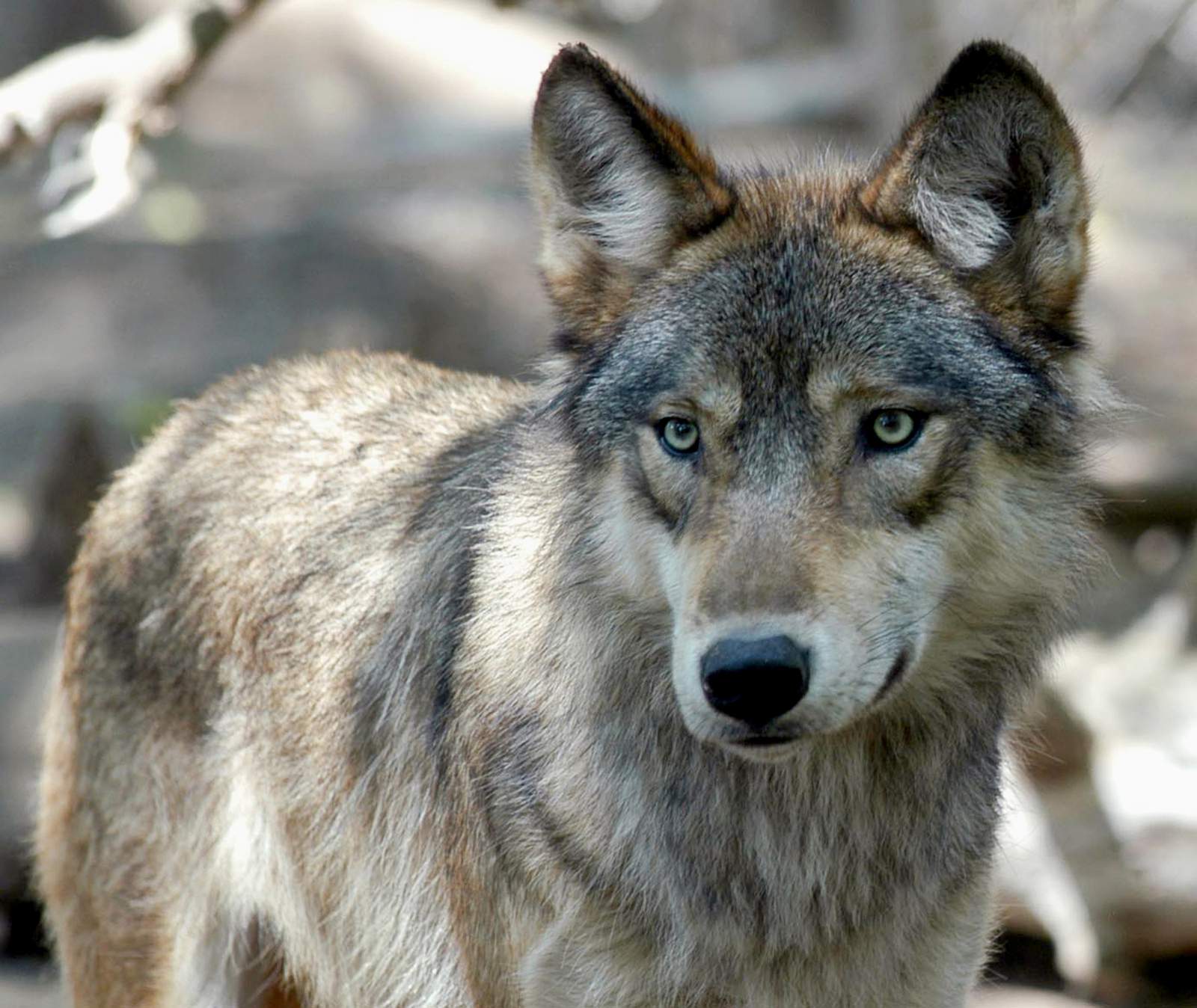 Wisconsin hunters exceed wolf target by nearly 100 animals