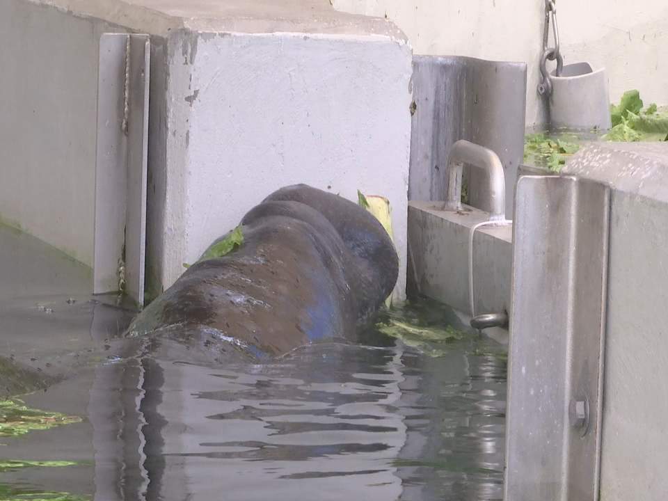 Manatee on the mend at Jacksonville Zoo