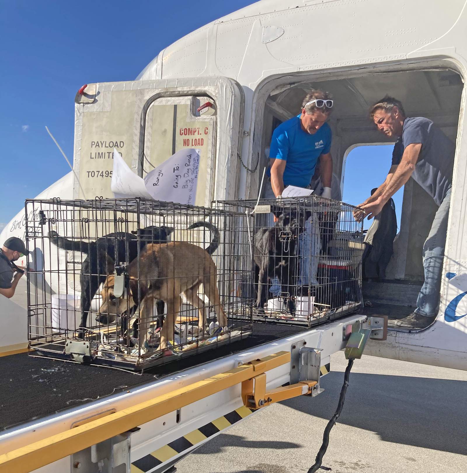 More rescue dogs from Puerto Rico arrive at Nassau Humane