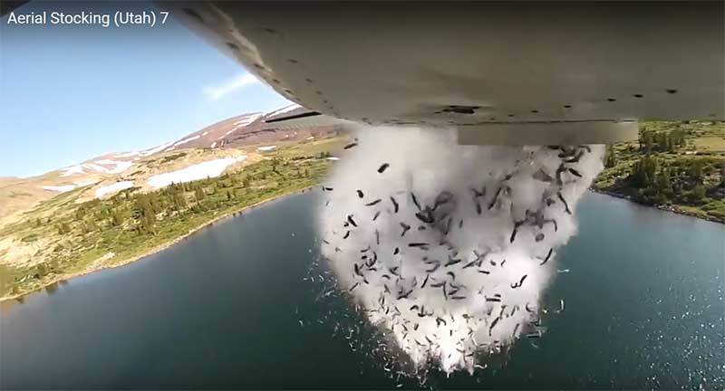 Here’s why fish are falling from the sky in Utah