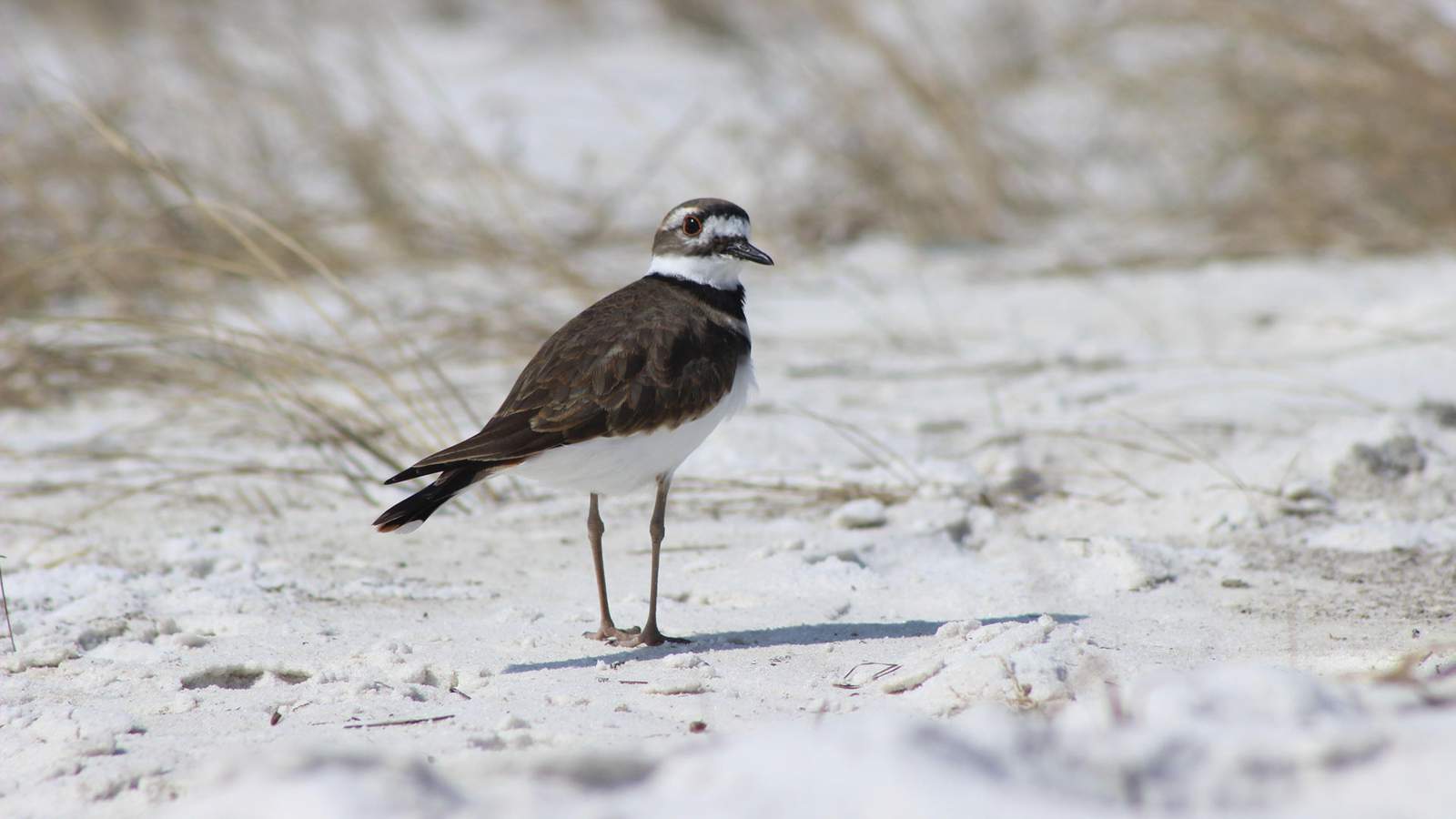 Panhandle shorebirds thrive in aftermath of Hurricane Sally