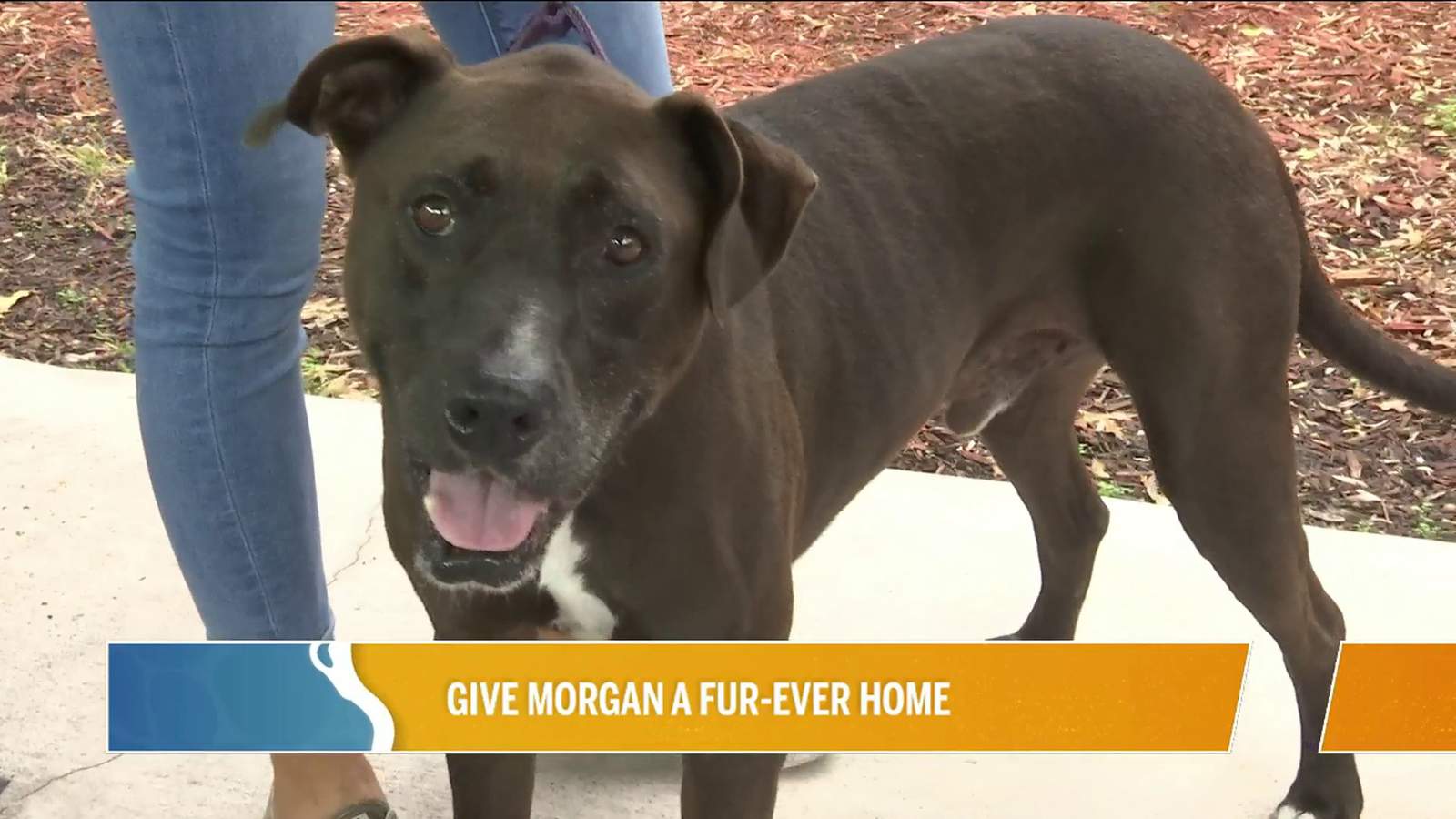 Give Morgan A Fur-ever Home..PLUS Pasta For Pets | River City Live