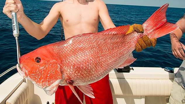 Florida’s Gulf recreational red snapper quota met; no fall season