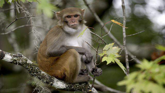 Silver River Monkey Population Grows Unchecked