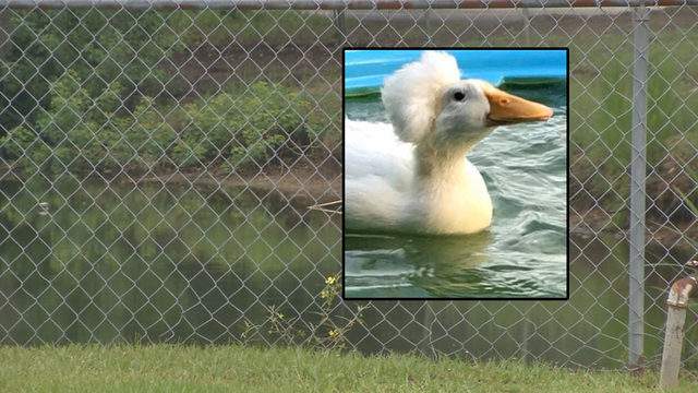 12 ducks shot to death outside Macclenny nursing home