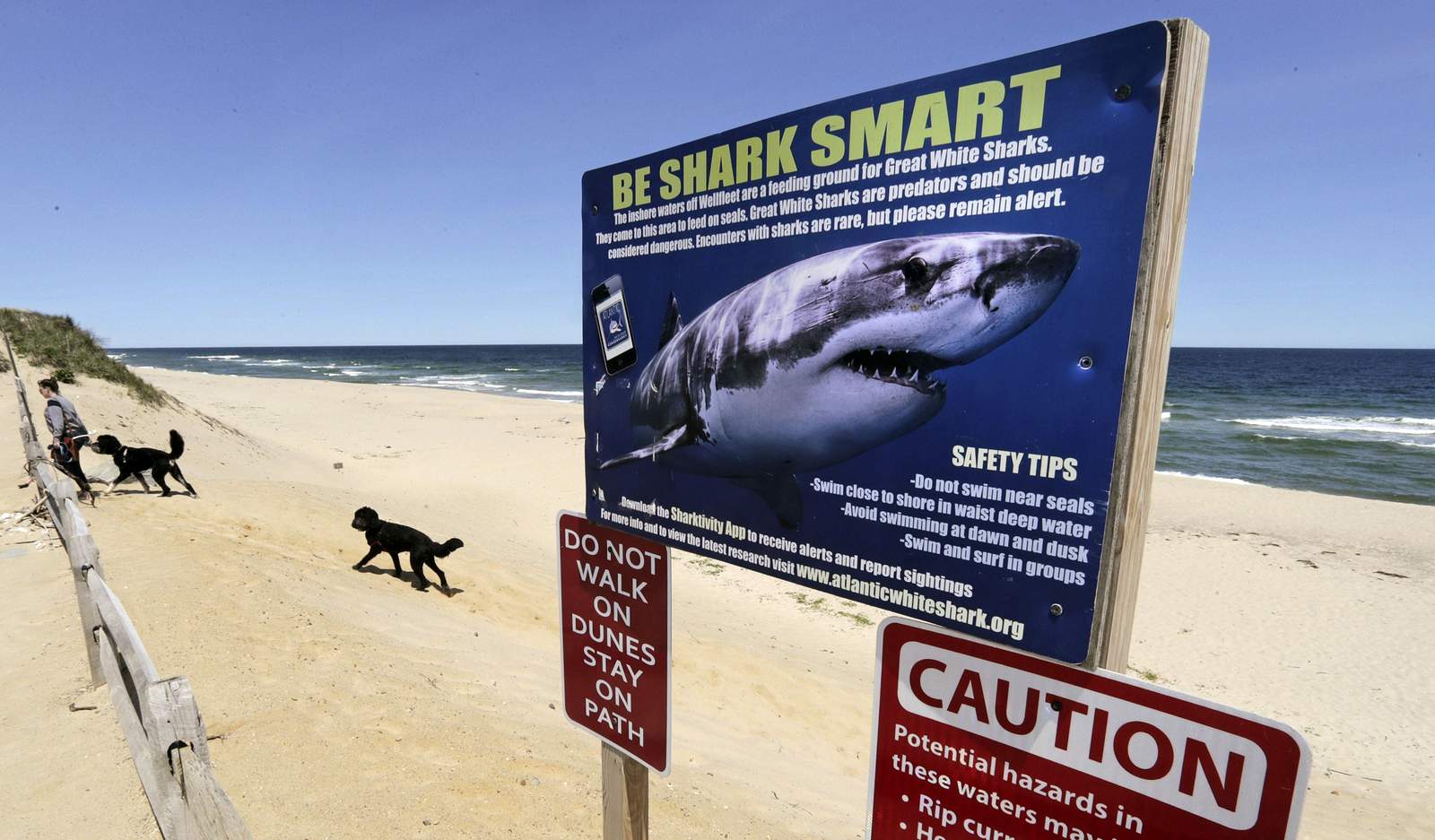 Cape Cod officials warn of white sharks ahead of July Fourth