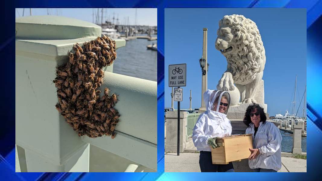 Hundreds of bees removed from the Bridge of Lions