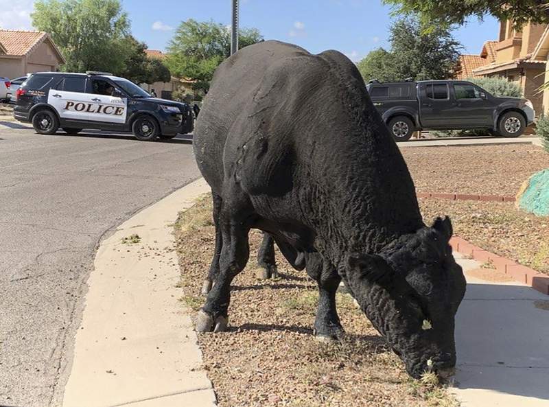 Arizona police and local ranchers help catch a roaming bull