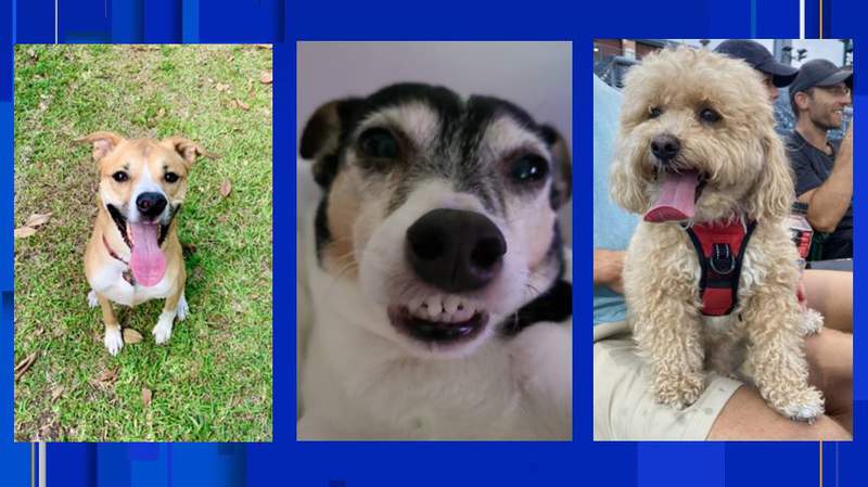 It’s National Dog Day and News4Jax wants to feature your pup!
