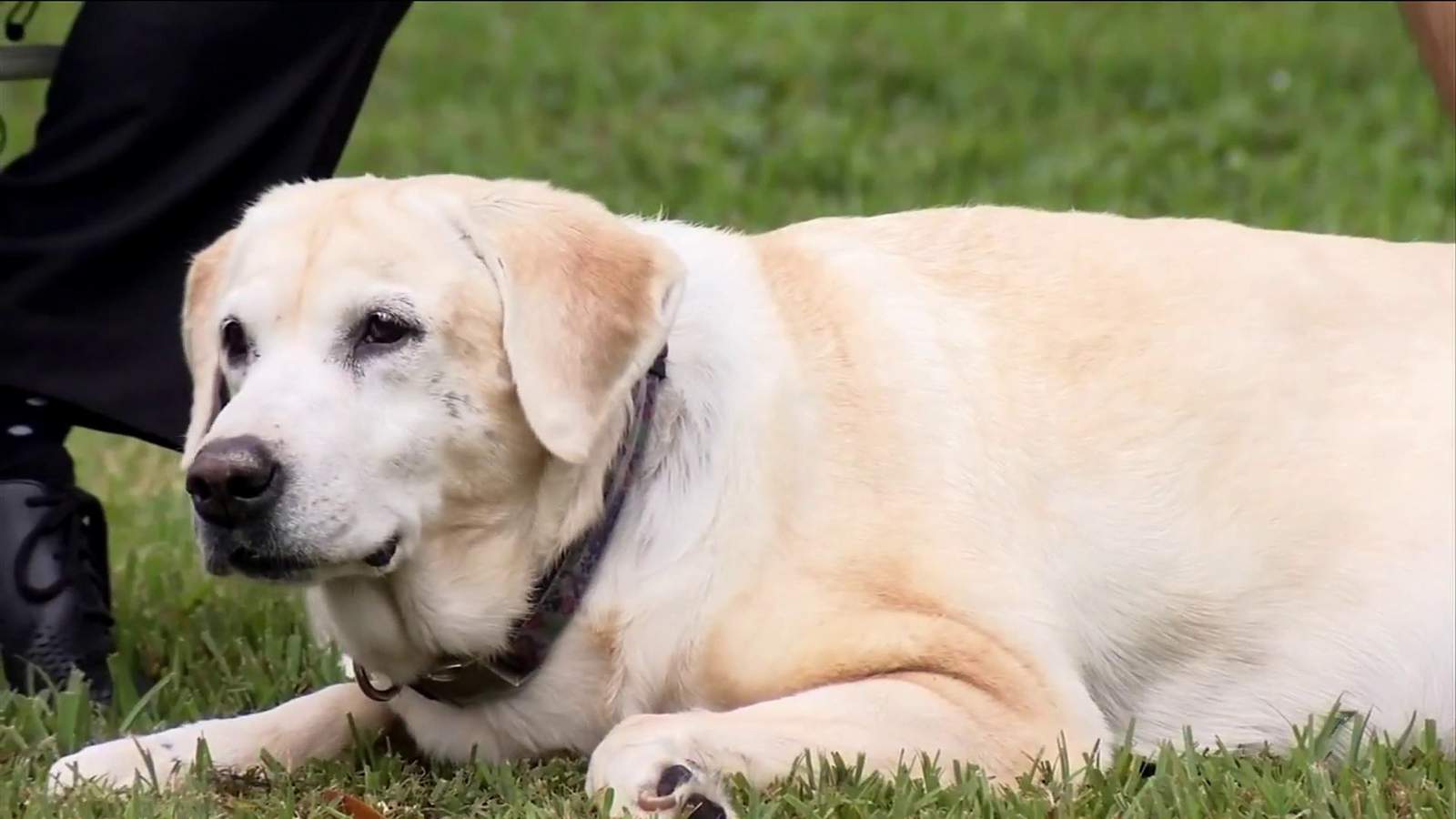 St. Augustine dog known around the world given months to live