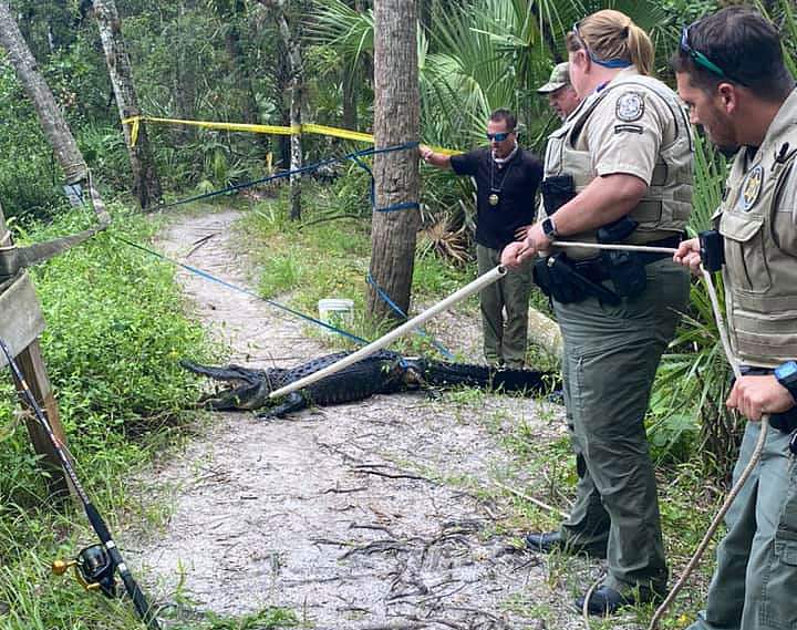 Officials: Man seriously injured in Florida alligator attack