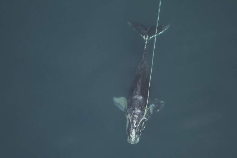 Shrinking giants: North Atlantic right whales getting tinier