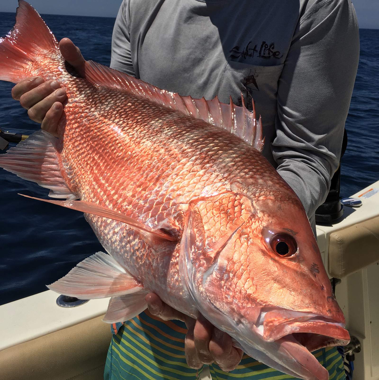 Snapper mini season opens Friday, two major changes this year