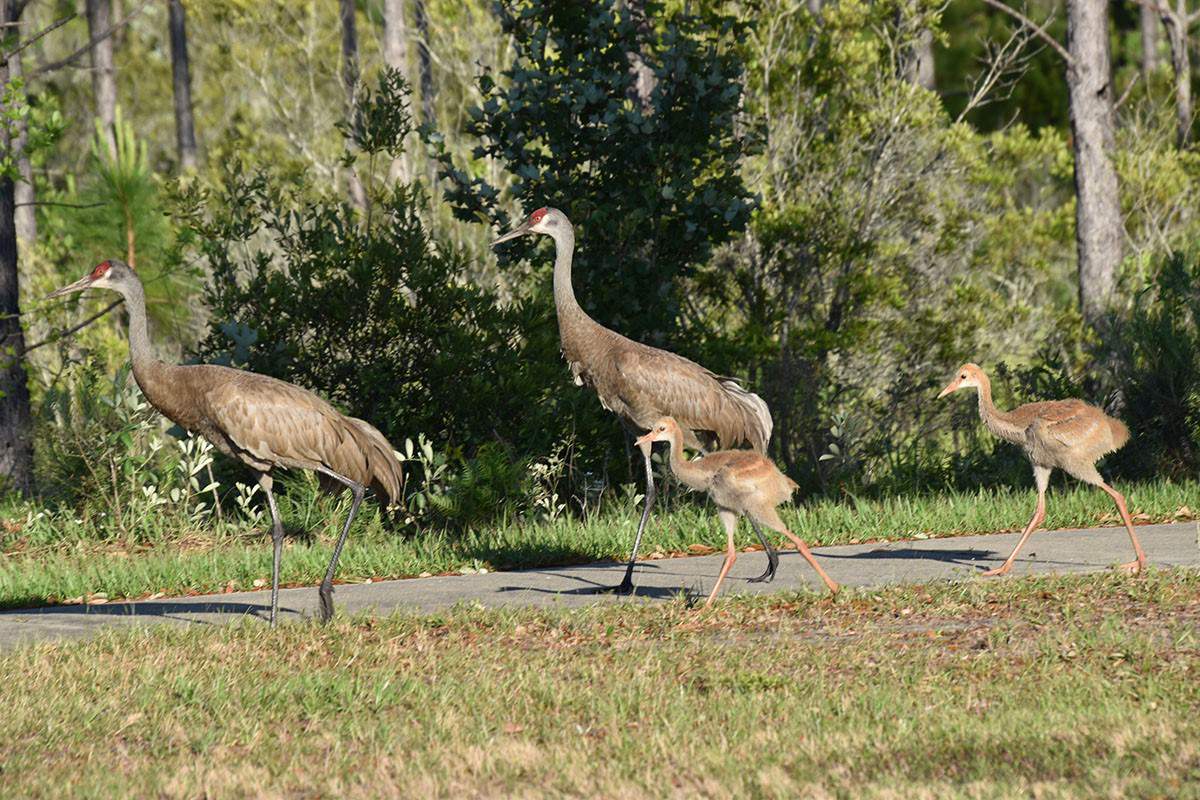 Florida Sandhill Cranes found nesting along busy road