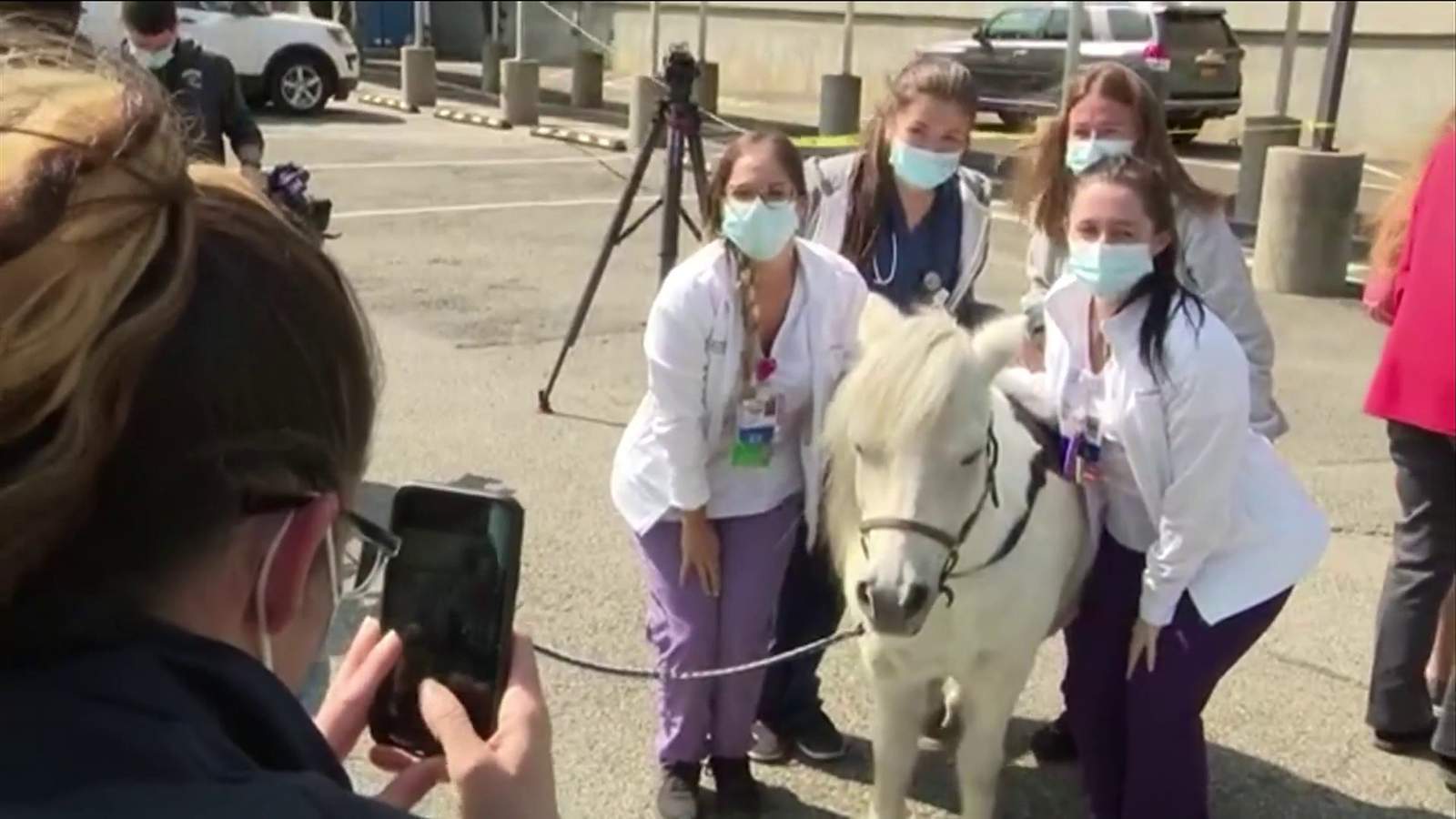 Small horses take on big job: Lifting hospital workers’ spirits