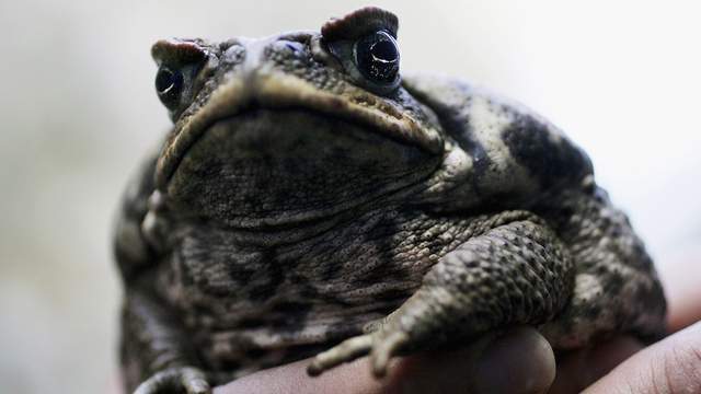 Toadly toxic toads are invading Florida yards: Here’s how to deal with those froggers