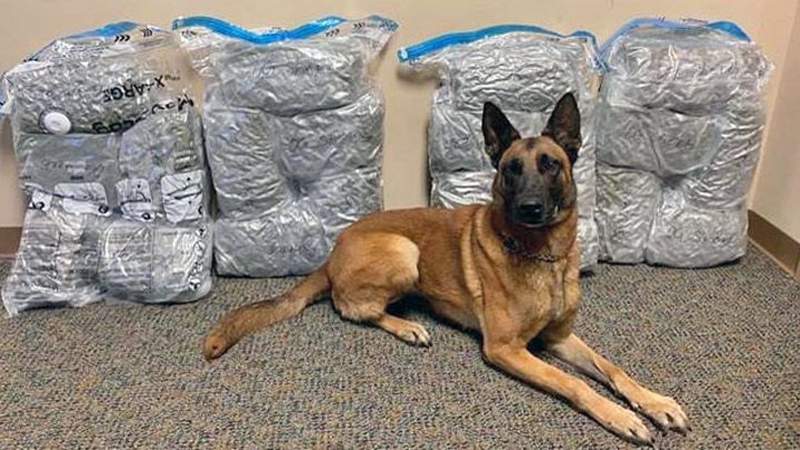 K-9 finds 40 lbs. of pot in luggage at Jacksonville airport