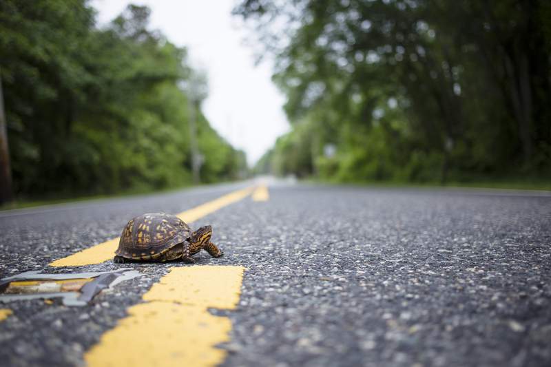 Passenger survives being hit in the head by flying turtle