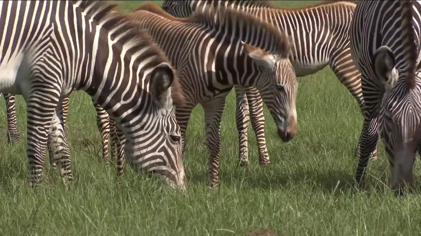 White Oak Conservation welcomes four baby zebra foals