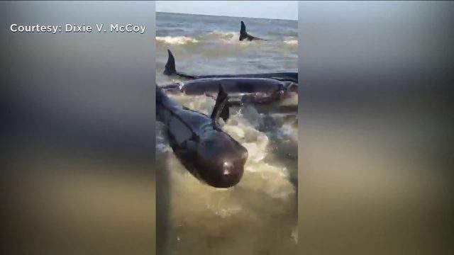 Rare sight: Dozens rush to help beached whales on St. Simons Island