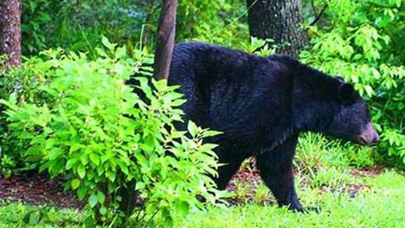 Florida couple pleads guilty to attacking bears with dogs