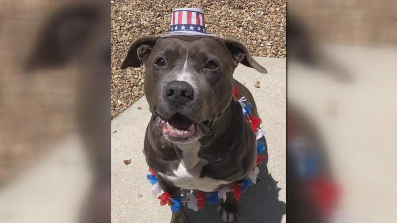 Keeping your pets safe during Fourth of July holiday