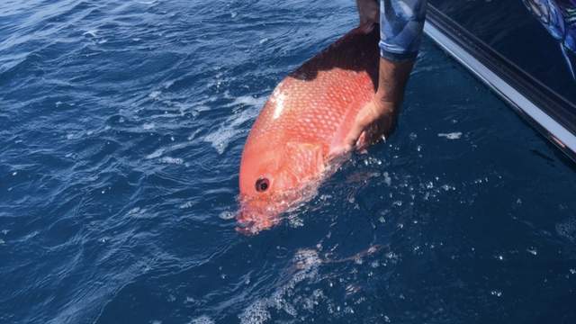 Red snapper anglers asked to participate in FWC's research during mini season